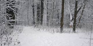 冬天的森林里正在下雪。森林里的一条小路，刚下过的雪上有脚印。