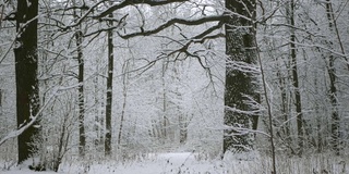 冬天的森林里正在下雪。森林里的一条小路，刚下过的雪上有脚印。