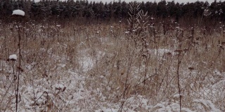 冬季的景观，原野上覆盖着白雪的草地和云杉林，摄影车拍摄