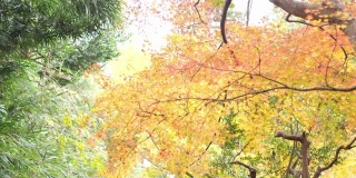 日本女性朋友漫步在秋天的森林里