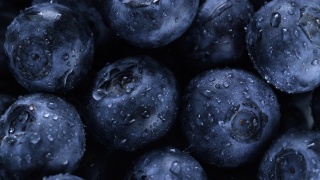 蓝莓视频素材模板下载