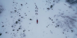 狗拉雪橇在深雪林在俯视图