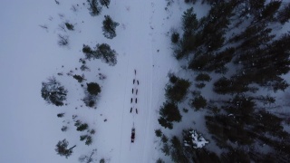 狗在雪地上拉雪橇的跟踪镜头视频素材模板下载
