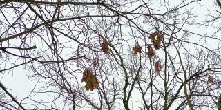 冬天干燥的橡树叶