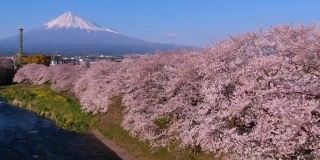 日本的风景有富士山和樱花