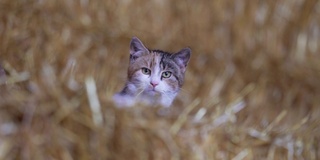 半驯化半野生的农场猫在干草仓里。