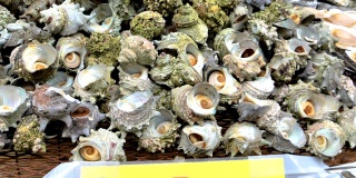 在日本东京的食品摊上展出的海贝