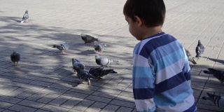 可爱的幼童玩鸽子