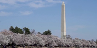 在一个晴朗的阳光明媚的日子里，华盛顿特区哥伦比亚特区的华盛顿纪念碑被樱花包围，从潮汐池反射的慢镜头