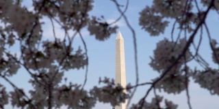 在一个晴朗的阳光明媚的日子里，华盛顿特区哥伦比亚特区的华盛顿纪念碑被樱花包围，从潮汐池反射的慢镜头