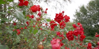 秋天的红玫瑰在我的花园里，吹在风中。