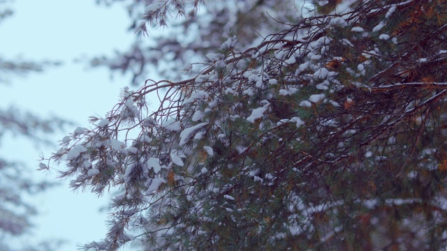 云杉的树枝上覆盖着雪。天空透过云杉的微光。照相机的圆周运动。