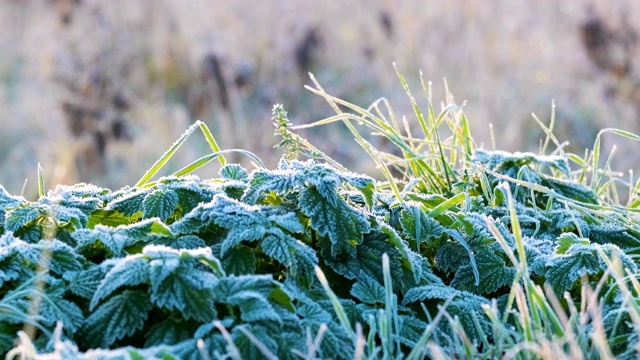 在寒冷的日子里冻住了绿荨麻和草