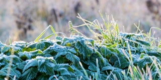 在寒冷的日子里冻住了绿荨麻和草