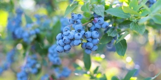 灌木上的蓝莓