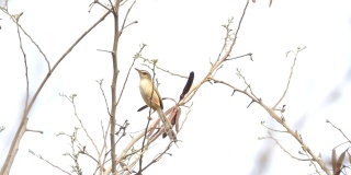 湿地树枝上的褐斑鸟。