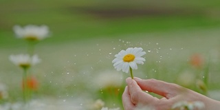 时间经纱效果超级慢动作手捻新鲜雏菊花上的水滴