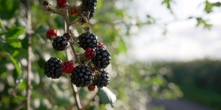 黑莓成熟了，适合觅食