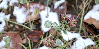 三叶草花与雪