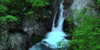 Waterfall in green forest / Nishizawa Valley