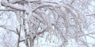 雪下的白桦树的树枝