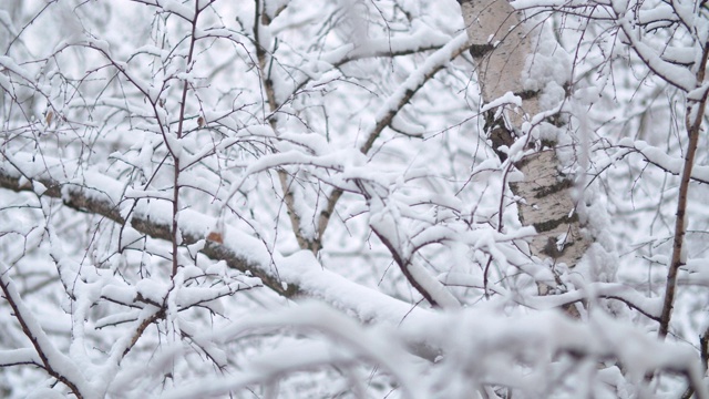 雪下的白桦树的树枝