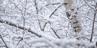雪下的白桦树的树枝