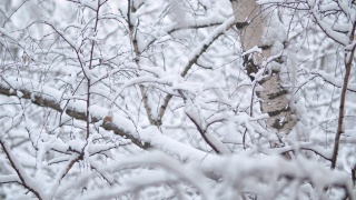 雪下的白桦树的树枝视频素材模板下载