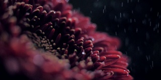 宏观侧观酒红菊在喷水