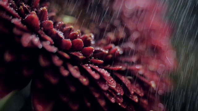 微距暗红色花瓣在雨中模糊的背景