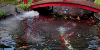 锦鲤或花式鲤鱼在日本池塘游泳。