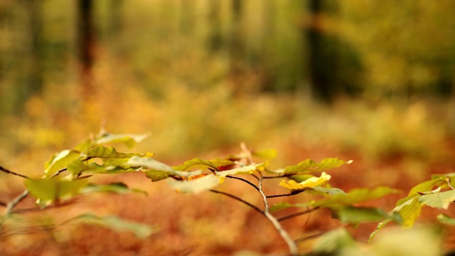 CU超慢镜头金秋落叶落在森林的枝头