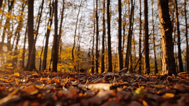 MS超级慢动作时间经线效果金色秋叶飘落在阳光明媚宁静的森林