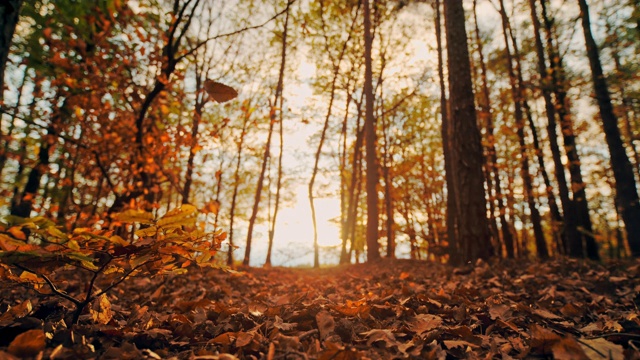 MS超级慢动作时间经纱效果金色秋叶飘落在宁静的森林里