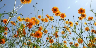 黄硫宇宙花盛开在一个花园背景阳光和蓝天