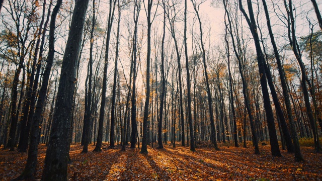 在阳光明媚，宁静的秋天树林里，树木和树叶