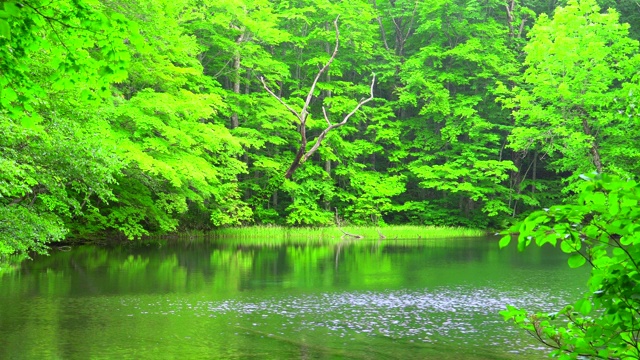 池塘在绿色的森林，青森，日本