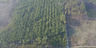 在林业跨度。林区内种植和生长不同高度的树木，一段森林采伐，中间有一条土路。在林业飞行。