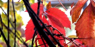 秋天公园里的红叶