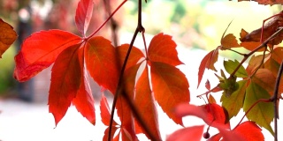 秋红色的叶在弗吉尼亚的爬山虎