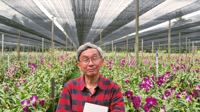 亚洲老人摆出一个大的兰花花园。