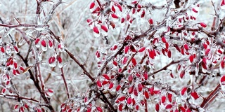 这是小檗树枝上的初霜