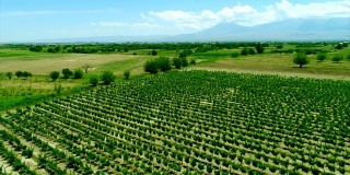 在一个令人惊叹的葡萄园景观无人机视频，在葡萄园上方的一个美丽的日子。葡萄园里的葡萄。鸟瞰图的绿色葡萄园。葡萄酒行业。库存视频片段。