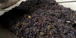 葡萄收获:用压榨机榨取葡萄。葡萄剥皮工作用白葡萄或红葡萄。在酿酒厂用茎粉碎机压榨葡萄。酿酒工艺。缓慢的运动。