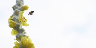 蜜蜂降落在黄色的花上，上面覆盖着毛蕊花，背景是明亮的白色云雾