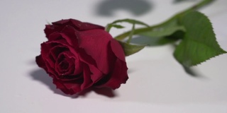 两朵红玫瑰落在白色的表面，溅起露水