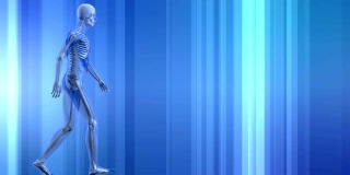 人类骨骼在蓝色背景下行走