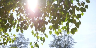 菩提树叶在风和阳光的两张照片。