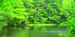 池塘在绿色的森林，青森，日本