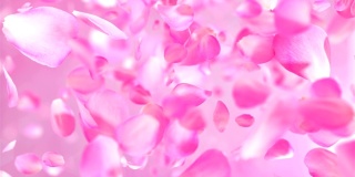 粉红色玫瑰花瓣可循环背景在4K
